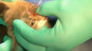 Giant BotFly Worm Removal Inside Kitten Head [upl. by Jamieson67]