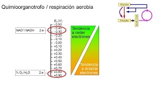 Metabolismo microbiano 03 Quimioorganotrofos aerobios [upl. by Eba]