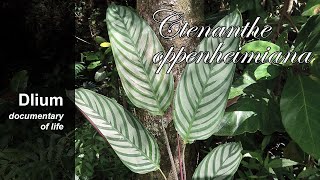 Never never plant Ctenanthe oppenheimiana [upl. by Ludlow]