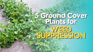 Top 5 Ground Cover Plants for Weed Suppression [upl. by Eire198]