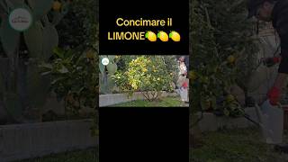 Come Concimare i limoni [upl. by Leventhal]