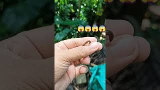 Amazing leech  Beautiful leech movement  Leech therapy  leech shorts nature  Hirudinea [upl. by Solly453]