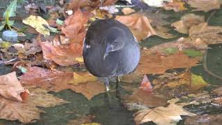 Young Moorhen searching under leaves [upl. by Eilatan160]