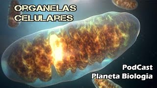 Podcast Planeta Biologia Biologia celular Organelas citoplasmáticas [upl. by Enayr]