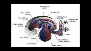 Desarrollo embrionario del sistema venoso [upl. by Dolhenty]