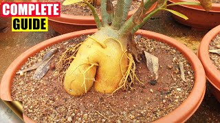 COMPLETE GUIDE TO GROWING ADENIUM – THE DESERT ROSE  CARE TIPS TRICKS SEEDS CAUDEX [upl. by Vickey]