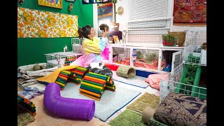 Guinea Pig Night Time Routine  4 Herds  Feeding Cleaning and Wheeking [upl. by Lock]