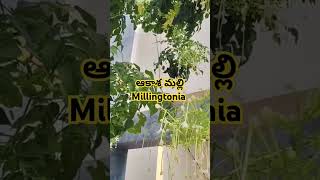 ఆకాశమల్లిMillingtoniagardentree ornamentaltree llDrMurthyPlant Worldllfloweringtreesgardening [upl. by Margarethe]