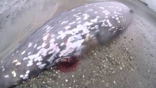 Cuviers Beaked Whale [upl. by Elfie]