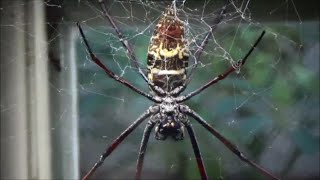 Nephila senegalensis Walckenaer 1841 HD  Nephile du senegale  Ménagerie Paris  092014 [upl. by Gwenn]