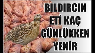 Bıldırcın Eti Kaç Günlükken Yenir [upl. by Htebarual]