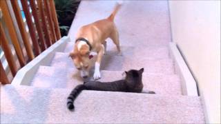 Dog vs cat dog wins this round [upl. by Kleeman]