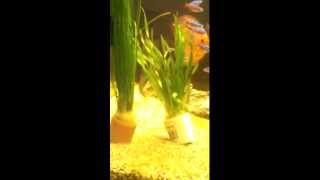 Vallisneria tortifolia e vallisneria natans [upl. by Gypsy]