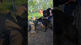 🔒Iron jaws Belgian Shepherd Groenendael Dog training GUARDODESSA Odessa [upl. by Enawtna]