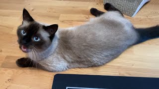 Siamese cat meowing and chirping when asked if he wants to go outside [upl. by Epps]