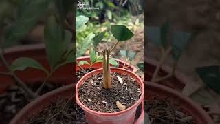 Rules for making double grafts of fruit trees [upl. by Anitsuga970]