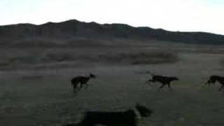 Dobermans Running in a pack [upl. by Ytissahc]