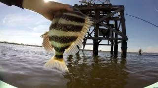 Sheepshead At The Tower Fall In Apalachicola [upl. by Zohar]