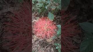 African Blood Lily scadexus multiflorus [upl. by Olnek]