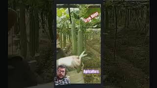 Ridge height grow kese kore amazingfarmer satisfying garden ytshorts shortvideo ytshorts [upl. by Oreste]