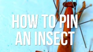 How to Pin an Insect [upl. by Ettigdirb]