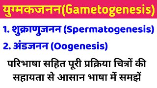 युग्मकजनन gametogenesis  शुक्राणुजनन और अंडजनन  spermatogenesis and oogenesis in hindi class 12 [upl. by Eibo]