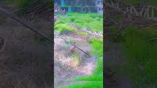 Perfect Garden Lawn Mowing amp Landscape Design GardenMowing GardenDecoration [upl. by Nnylarat]