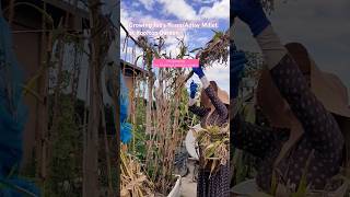 Jobs TearsAdlay Millet grown at Rooftop Garden garden rooftop millet nagaland [upl. by Sackville]