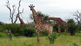 SOUTH AFRICA giraffes Kruger national park hdvideo [upl. by Ahsitak]