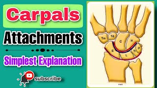 Carpals ll Bones at wrist ll attachments of carpals  articulations  Wrist ll Isha srivastava [upl. by Marb]