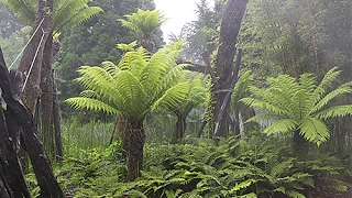 DICKSONIA ANTARCTICA LA FOUGÈRE DU BOUT DU MONDE QUI SE PREND POUR UN ARBRE [upl. by Ahsened235]