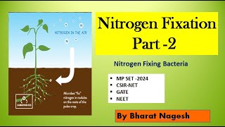 nitrogen Fixing bacteria Biological nitrogen fixation [upl. by Notwen]