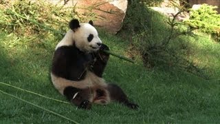 Pandas géants les stars du zoo de Beauval [upl. by Nallaf]