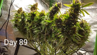 SLIDESHOW  Seed to Harvest  1st Grow Ever  Green Crack Auto by Fast Buds  2x2x3 Mini Tent Grow [upl. by Harbot]