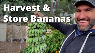 Ice Cream Banana Harvest  How to Harvest and Store Backyard Bananas [upl. by Nailuj]