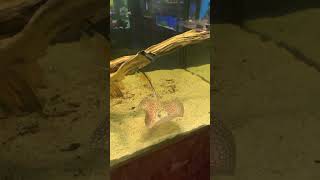 raya de agua dulce potamotrygon motoro music love 80smusic acuarium trending fish shortvideo [upl. by Otanod]