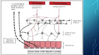 Digestive physiology Lecture 1 Digestion introduction amp salivary secretion [upl. by Garaway772]