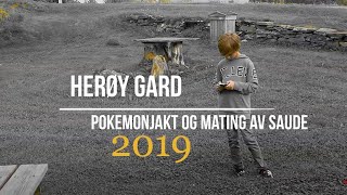 Herøy Gard  pokemonjakt og mating av saude 2019 [upl. by Strephon]