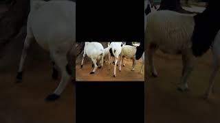 LES MOUTONS EN ACTION DANS UN VILLAGE EN AFRIQUE [upl. by Anaeg]