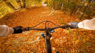 Tosa Mate – Gold Autumn Ride [upl. by Enneicul]