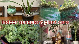 Tips caring your indoor plants  succulent terrarium [upl. by Aronoel384]