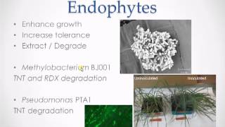 Endophyteassisted Phytoremediation of trinitrotoluene in tall fescue grass with PTA1 [upl. by Eirased]