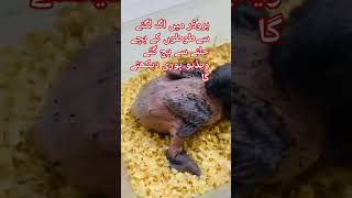 How To Save Parrot Chicks When Fire 🔥 In The Brooder birds parrot [upl. by Ranique]