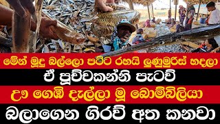 මේ මූදු බල්ලො පට්ට රහයි ලුණුමුරිස් හදලා  පූච්චකන්නි පැටව්  අන්න බොම්බිලියා  බලාගෙන ගිරව් අත කනවා [upl. by Nevs]