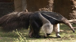 Giant Anteater [upl. by Anel]