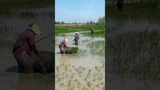 Rice cultivation by humans Transplanting ricechanthan farmerlife farming aquaculture [upl. by Maram]