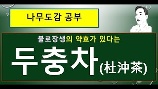 두충은 어떤 나무일까 불로장생의 약효가 있다는 두충차杜沖茶 [upl. by Aysab]