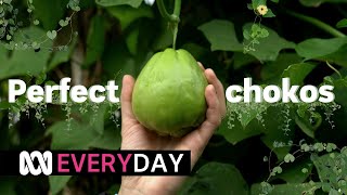 Chokos everything you need to know 🌱😍  Everyday  ABC Australia [upl. by Aiden622]