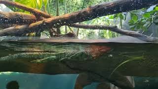 A swiming Caiman lizard [upl. by Sibilla]