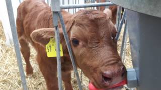 Kälber trinken Milch aus einem Eimer im Bauernhof [upl. by Yecats]